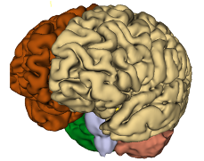 brainSegmentation.png brainSegmentation.png