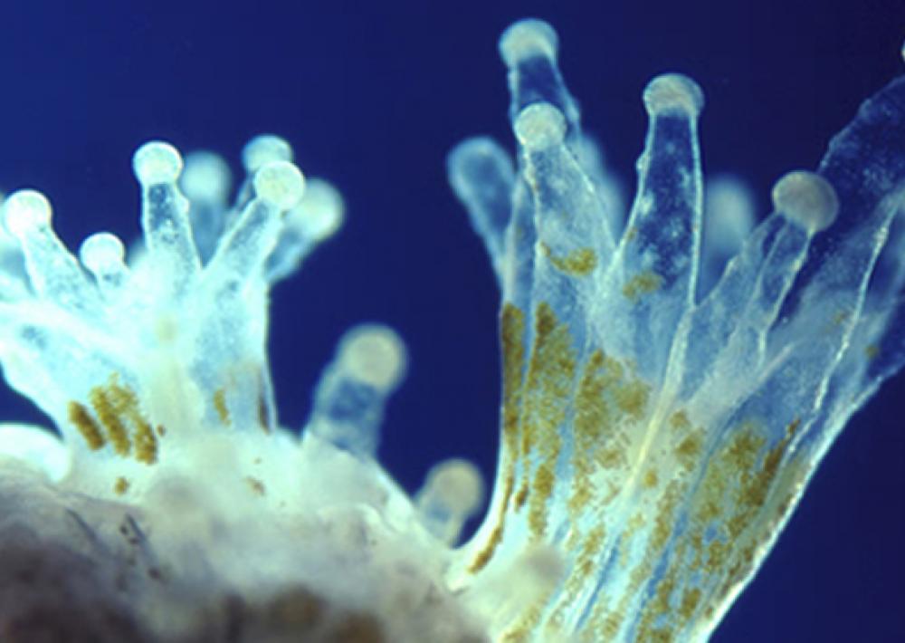 CoralPolyp_SI.jpg CoralPolyp_SI.jpg